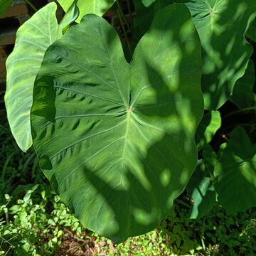 Taioba possui nervuras na folha.   (Xanthosoma Sagittifolium)