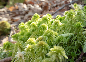 Green colored sphagnum capillifolium plant