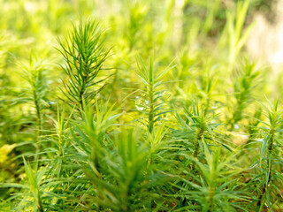 Fototapeta premium Green Polytrichum commune or common haircap moss.