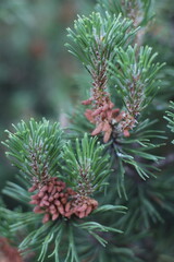 Spruce branch. Buds on a spruce branch.