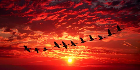 Papier Peint photo Lavable Rouge violet a flock of migratory birds flies in wedges in the distance in the sunset sky. Sunset over lake with reflection and birds flying.
