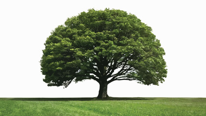 Fototapeta na wymiar Big tree vector on a white background 