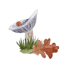 Wild purple mushroom watercolor composition isolated on white. Collybia nuda