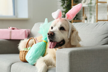 Cute Labrador dog in bunny ears with Easter eggs lying on sofa at home