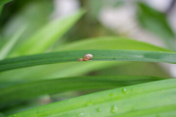 Little Snail on Leaf