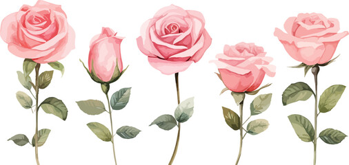 Pink Rose flower set of blooming plant hand drawn watercolor illustration on white background. Elements for romantic floral decoration, wedding bouquet or valentine greeting card