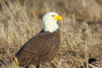 Bald eagle rests on the ground.