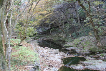 단풍