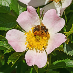 Eine Blüte der Hundsrose (Rosa canina, dog rose) mit einer Honigbiene (Apis mellifera) mit Pollen.