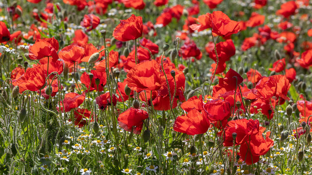 Mohnfeld mit Klatschmohn (Papaver rhoeas)  im Gegenlicht, mit Bl&uuml;ten Knospen und Samenkapseln, mit Echter Kamille.