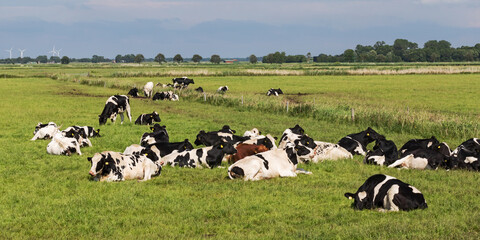 Schwarzbunte Holstein-Rinder auf einer Weide bei Meggerdorf in der Eider-Treene-Sorge Niederung in Schleswig-Holstein, beim Ruhen und Wiederkäuen.