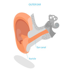 3D Isometric Flat  Illustration of Human Ear Anatomy. Item 3