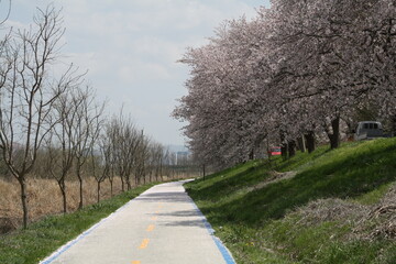 Obraz premium 벚꽃