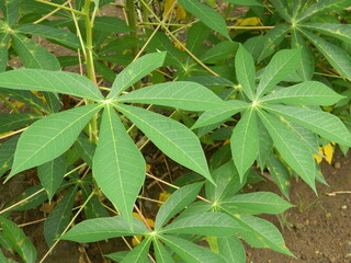 The stems, stalks and leaves of cassava with the Latin name Manihot Esculenta grow in tropical areas