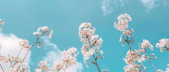 Spring Cherry Blossoms and Blue Sky - obrazy, fototapety, plakaty