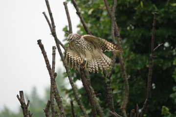 Red Tailed Hawk at The Outdoor Campus
