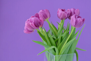 Beautiful bouquet of vivid purple tulip flowers with water drops on the petals on violet background. Greeting card for Mothers day