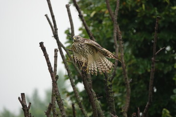 Red Tailed Hawk at The Outdoor Campus