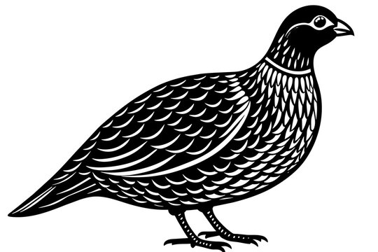 recommend clip art: partridge silhouette vector illustration