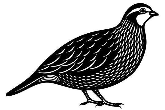 black and white quail bird standing clip art preview
