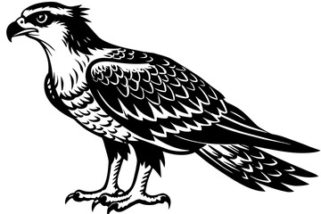 Obraz premium osprey silhouette vector illustration