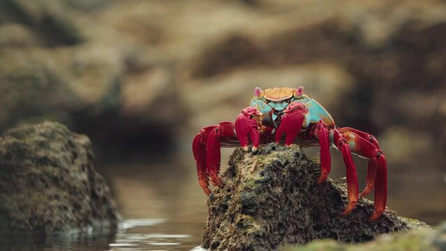 Galapagos Sally Lightfoot Crab eating