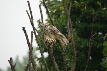 Red Tailed Hawk at the Outdoor Campus