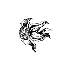 Flower isolated from background. Hand drawn illustration. - 767466541