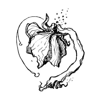 Flower isolated from background. Hand drawn illustration.