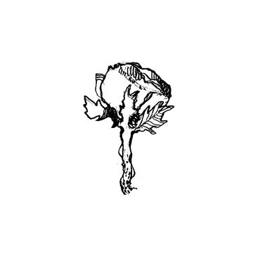 Flower isolated from background. Hand drawn illustration.