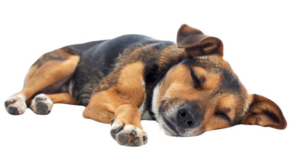 Obraz premium Dog is sleeping