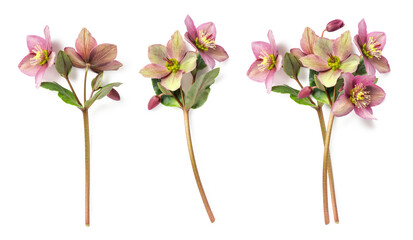 fresh natural purple and green hellebores with long stems isolated over a transparent background,...