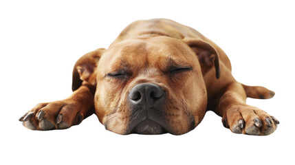 Obraz premium Dog is sleeping