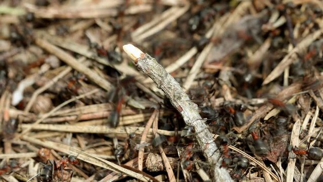 Work and life of forest ants in an anthill. The anthill is teeming with ants