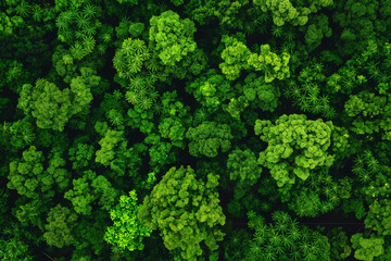 Drohnenaufnahme eines dichten grünen Wald,  Grüner Hintergrund für CO2-Neutralität und Netto-Null-Emissionen-Konzept, Nachhaltige grüne Umgebung, Umweltschutz - obrazy, fototapety, plakaty