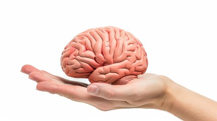 Hand holding human brain model with holographic neuron lines on white background