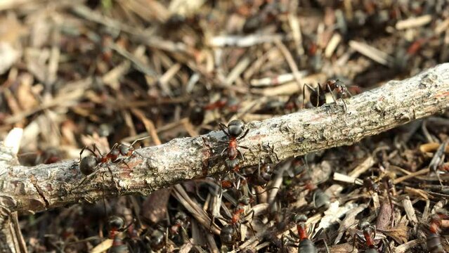 Work and life of forest ants in an anthill. The anthill is teeming with ants
