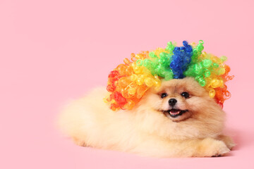 Cute Pomeranian Spitz dog in clown wig on pink background. April Fools day celebration