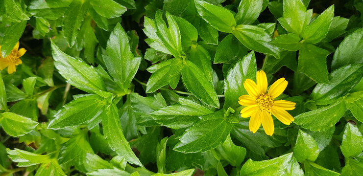 Beautiful yellow flower Indian Daisy or Indian summer or Rudbeckia hirta or Black-Eyed Susan