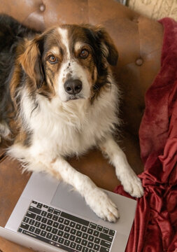 Dog on couch with paw on laptop