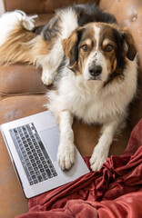 Vertical of dog with paw on laptop on couch