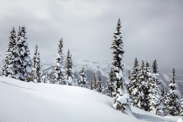 snow in the trees on Blackcomb Mountain in Whistler, Canada