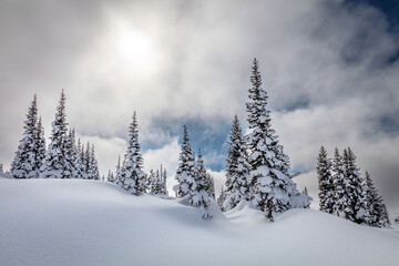 Snowy mountain landscape, pine trees in deep snow