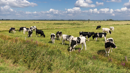 Eine Herde mit schwarzbunten Holstein-Rindern auf einer Weide bei Meggerdorf in der Eider-Treene-Sorge Niederung in Schleswig-Holstein.
