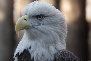 Great Plains Zoo Bald Eagle 