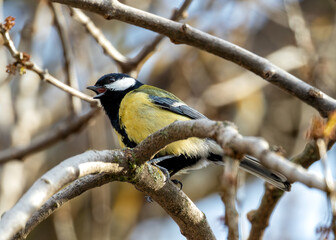 Great Tit (Parus major) - Widespread across Europe & Asia