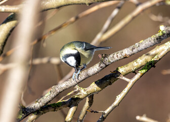 Great Tit (Parus major) - Widespread across Europe & Asia