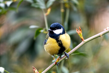 Great Tit (Parus major) - Widespread across Europe & Asia