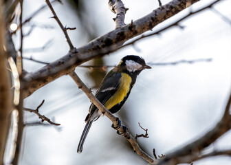 Great Tit (Parus major) - Widespread across Europe & Asia
