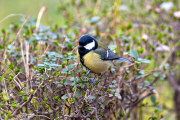 Great Tit (Parus major) - Widespread across Europe & Asia
